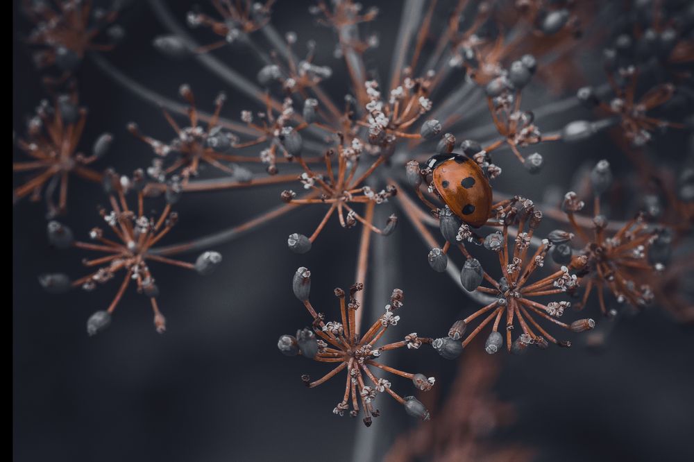 Photograph by Сергей Шпаков