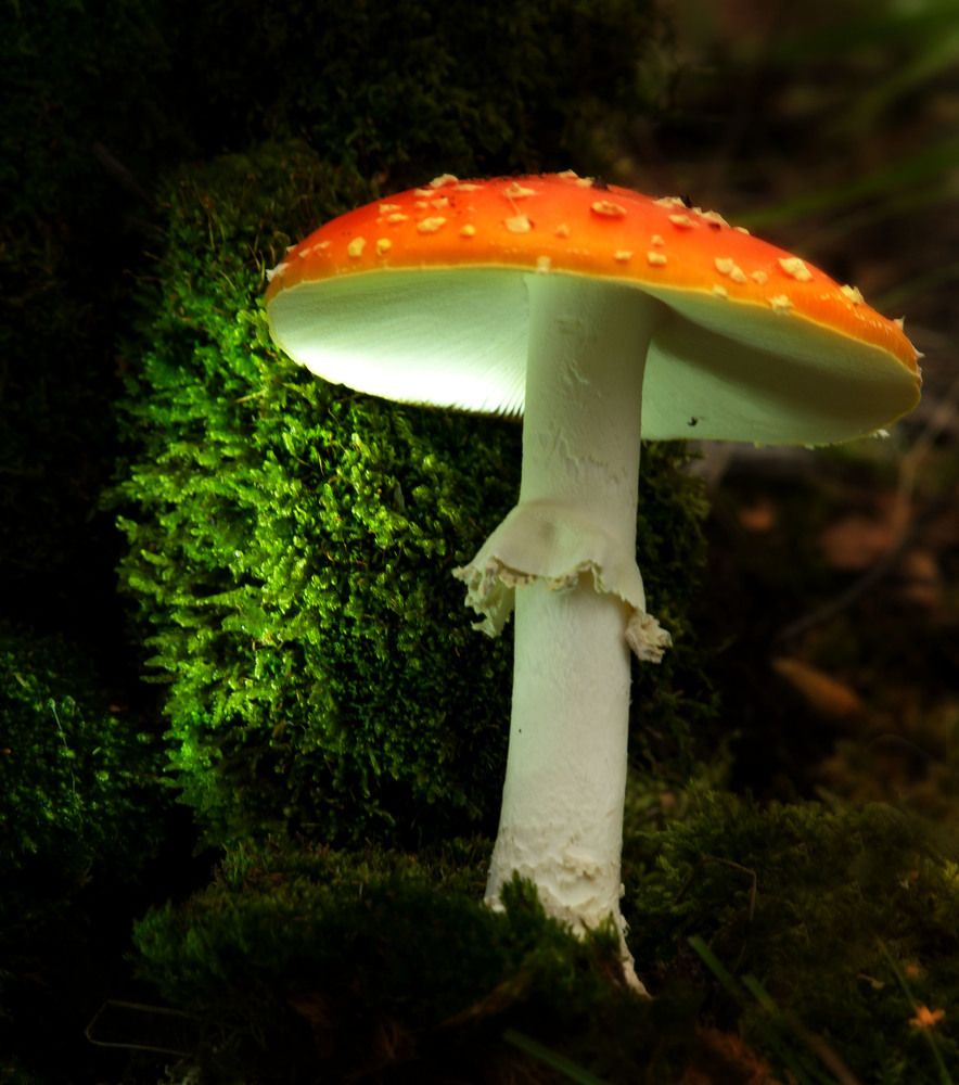 Photograph by Елена Акатьева