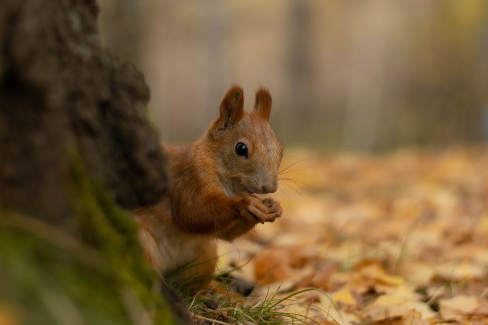 Photograph by Ксения Евгеньевна Коржнева