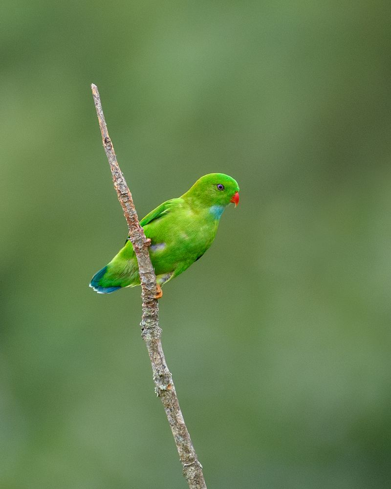 Vernal Hanging Parrot
