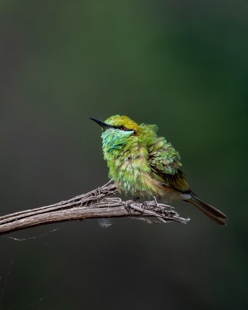 Photograph by Visveswar VK