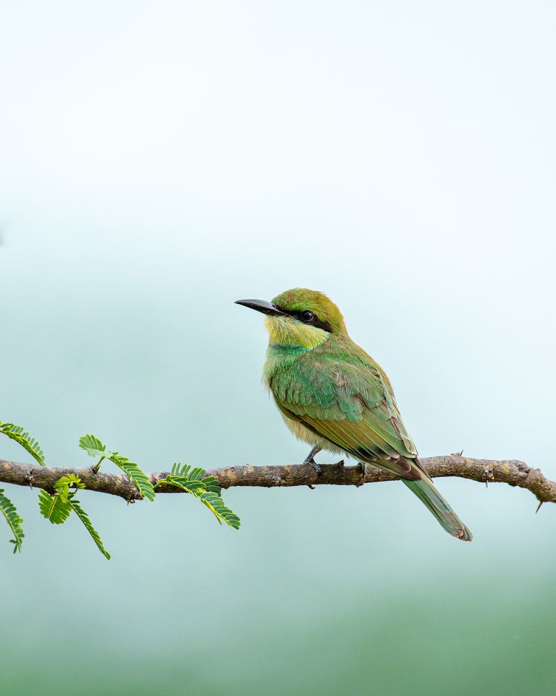 Photograph by Visveswar VK