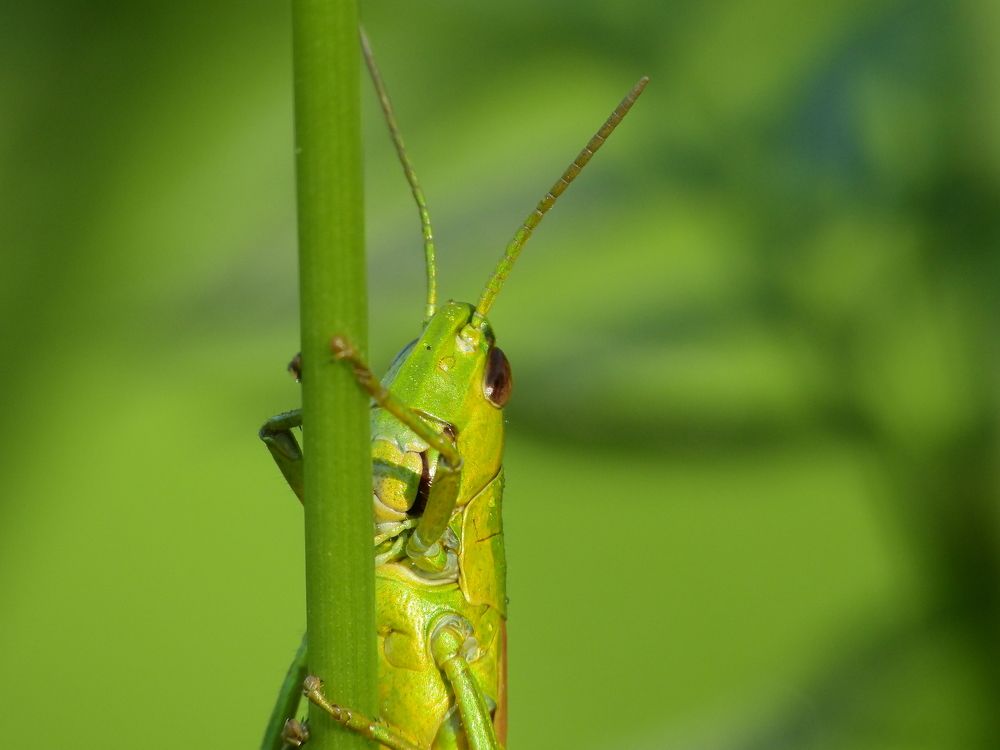 Фотография автора Совлан Рус
