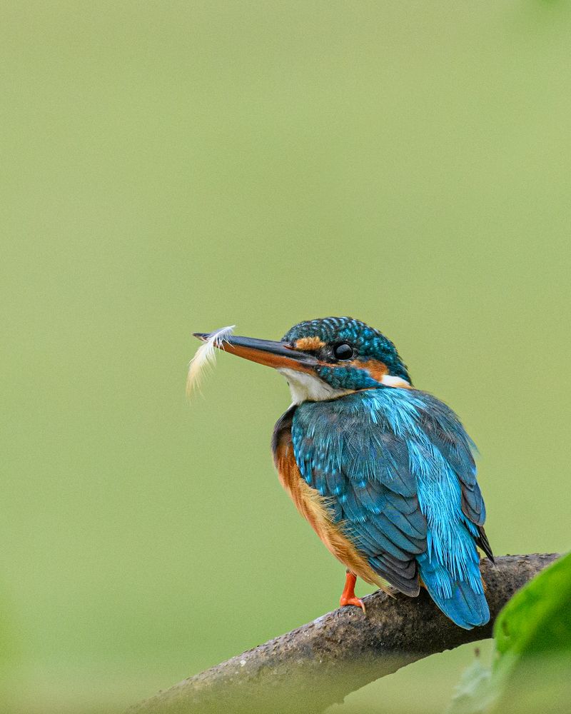 Common Kingfisher