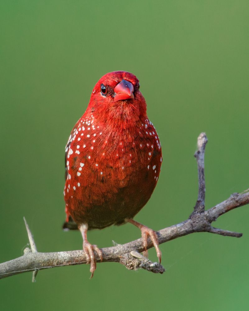 Photograph by Visveswar VK