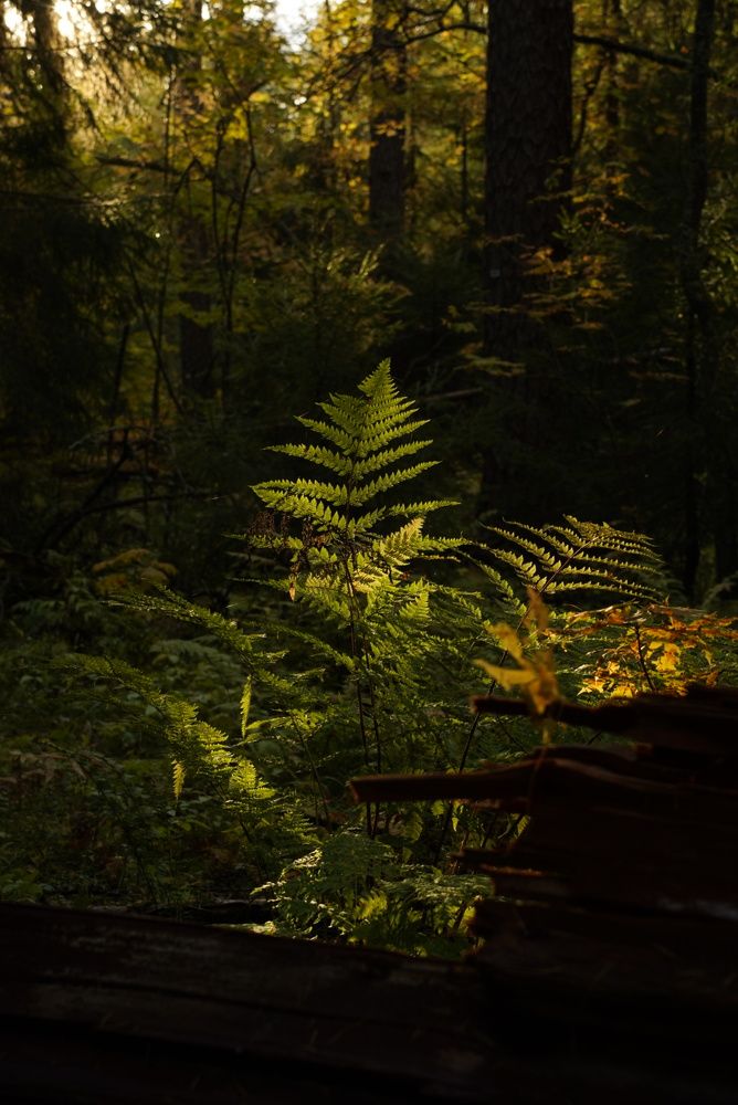 Фотография автора Юлия Овчинникова