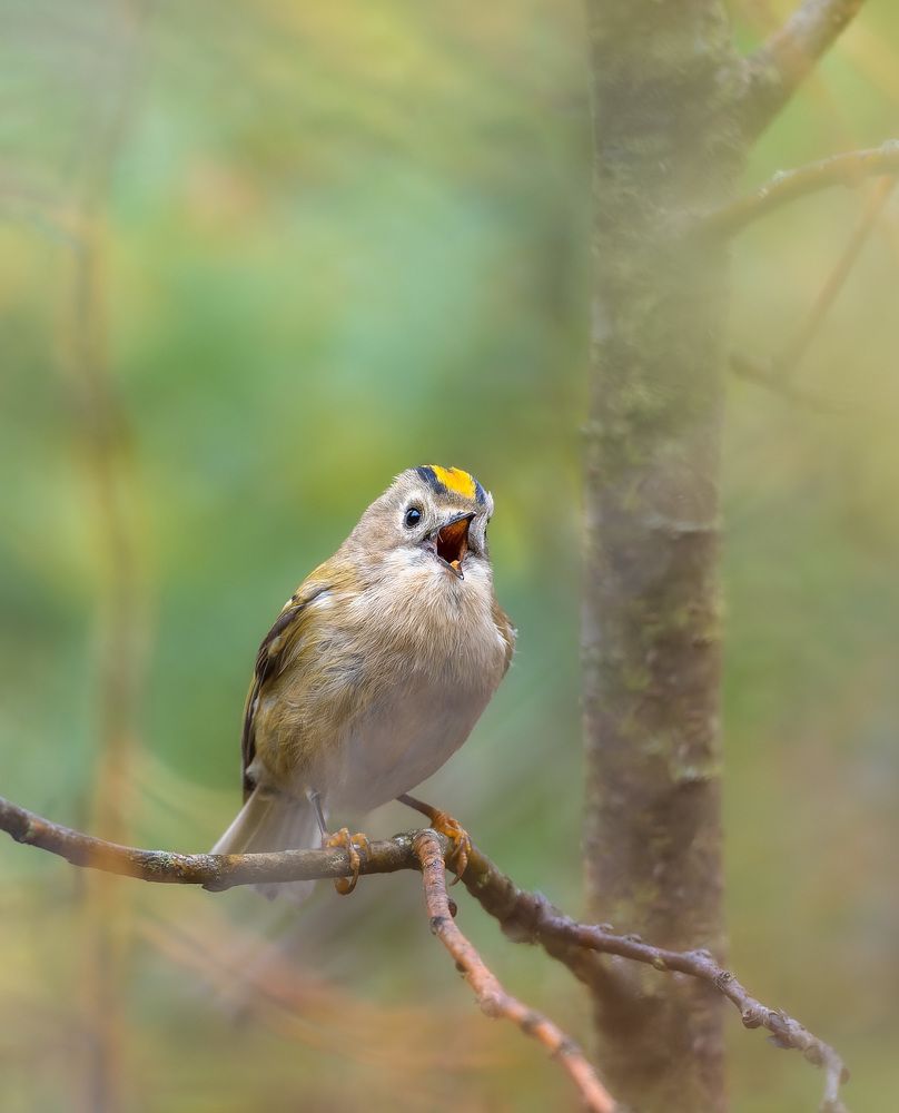 королёк - птичка певчая