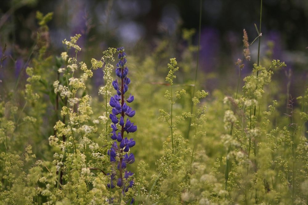 Photograph by Светлана Богомолова