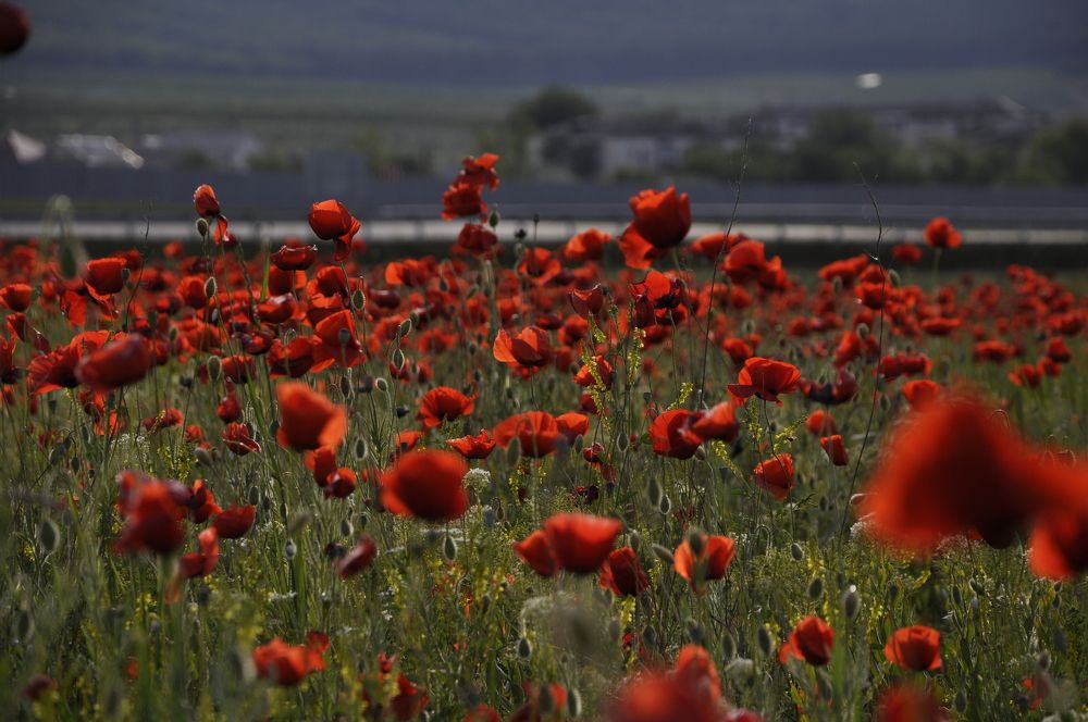 Photograph by Ольга Струкалина
