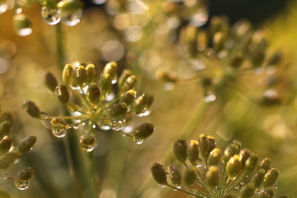 Photograph by Светлана Богомолова