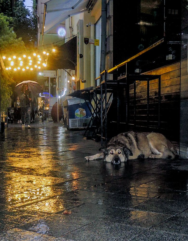 бездомный пес в осенюю погоду