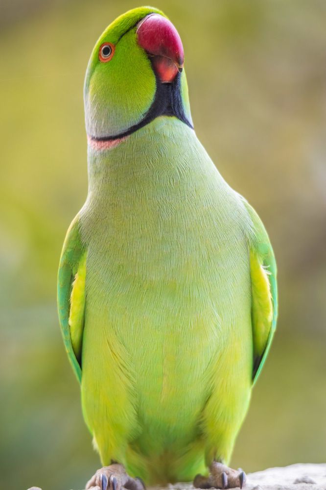 Wild shades of green