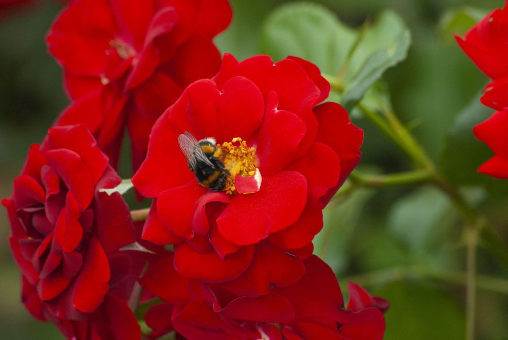 Photograph by Екатерина Екатерина