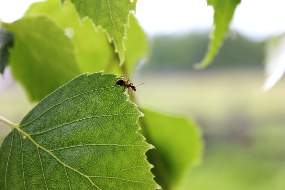 Photograph by Владимир Сушкин