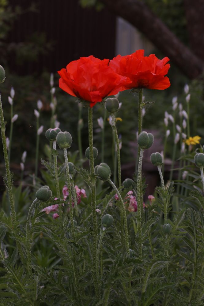 Photograph by Светлана Богомолова