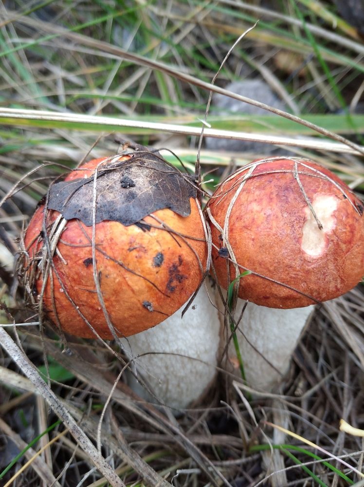 Photograph by Елена Коробченко