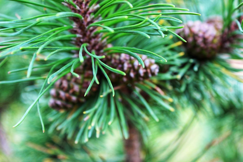 Photograph by Владимир Сушкин