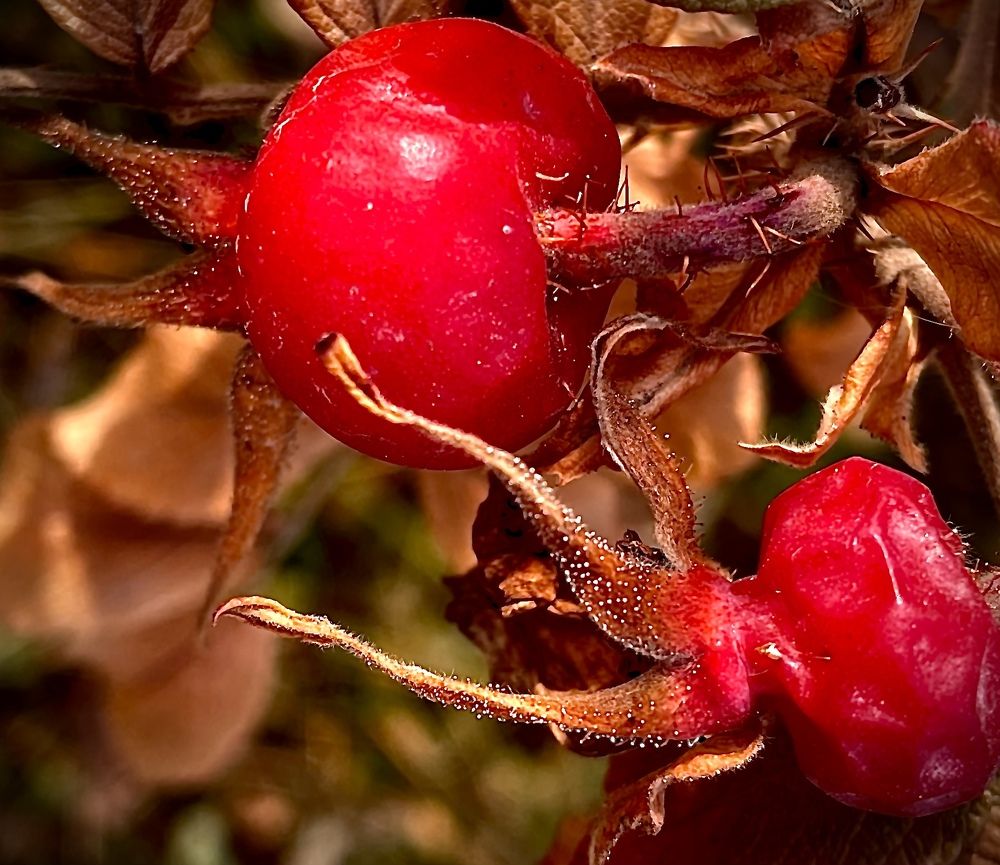 Photograph by Светлана Хохлова