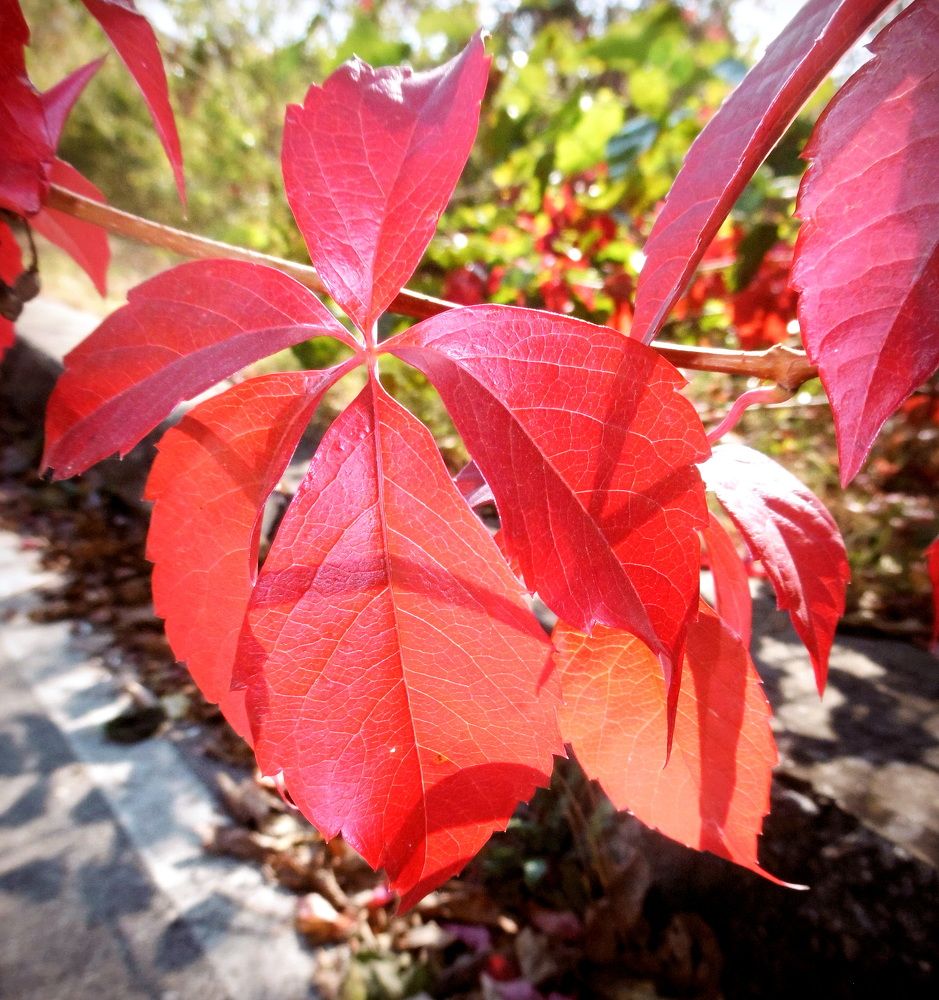 Photograph by Ави Христова