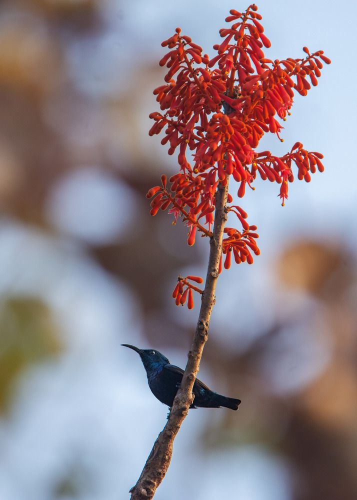 Photograph by Pinak Paul