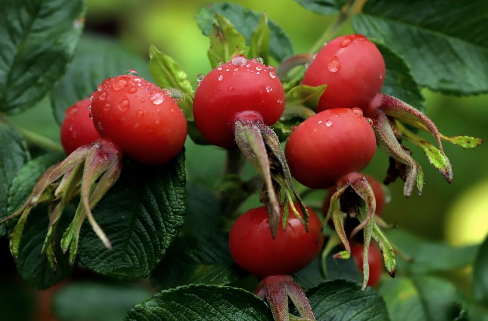 Photograph by елена