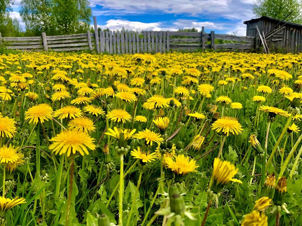 Яркая поляна одуванчиков