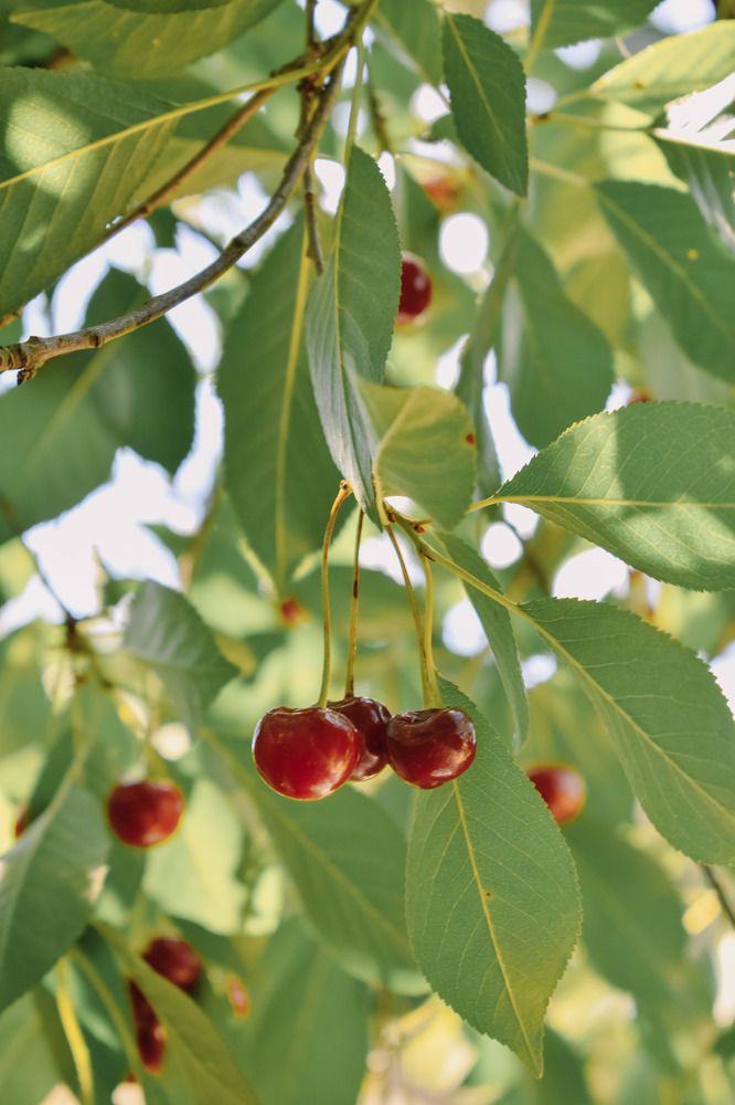 Photograph by Лариса Толкачёва