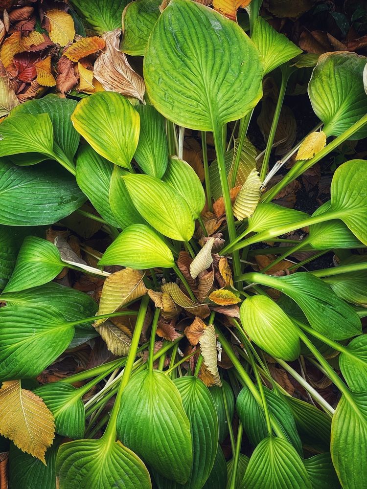 Фотография автора Nadezhda