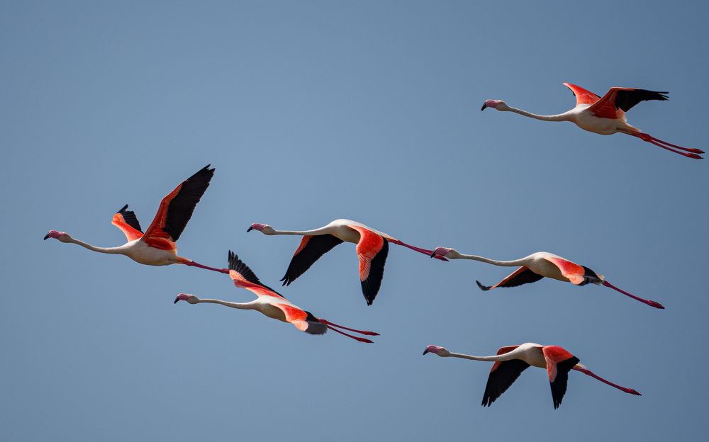 Migration of Flamingos...