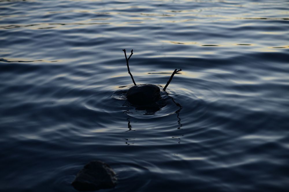 Photograph by Анна Чеснокова