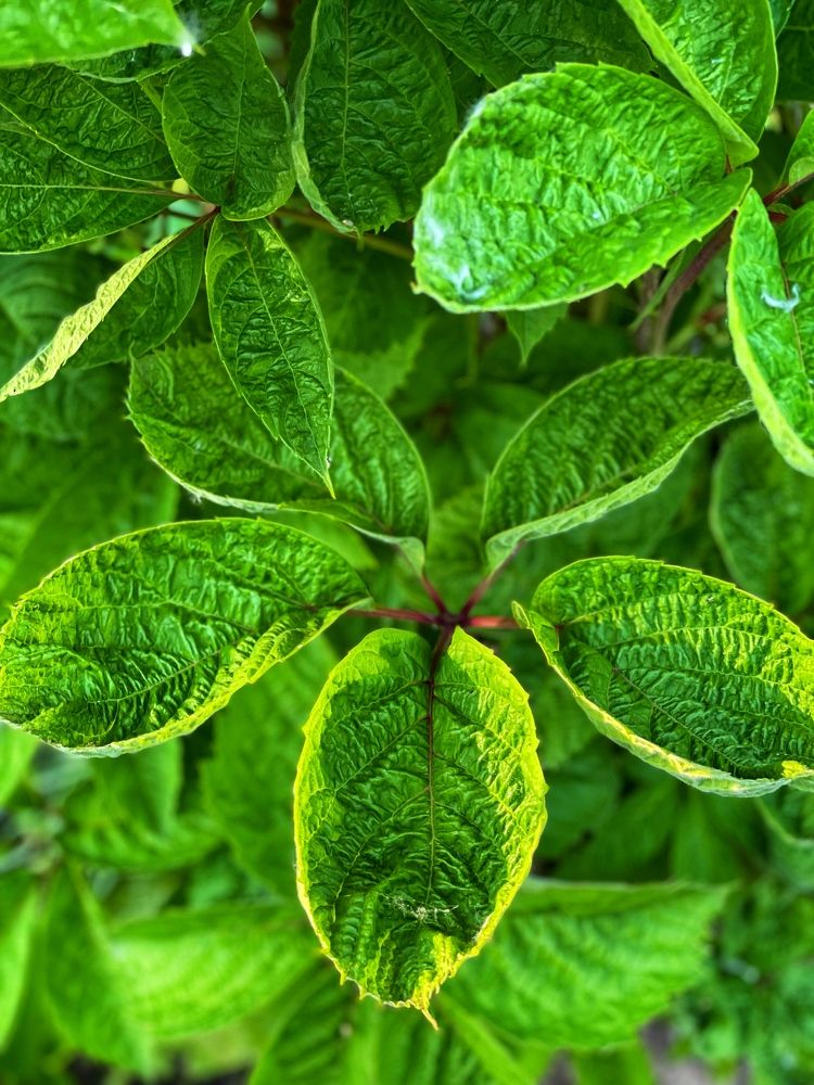 Фотография автора Nadezhda