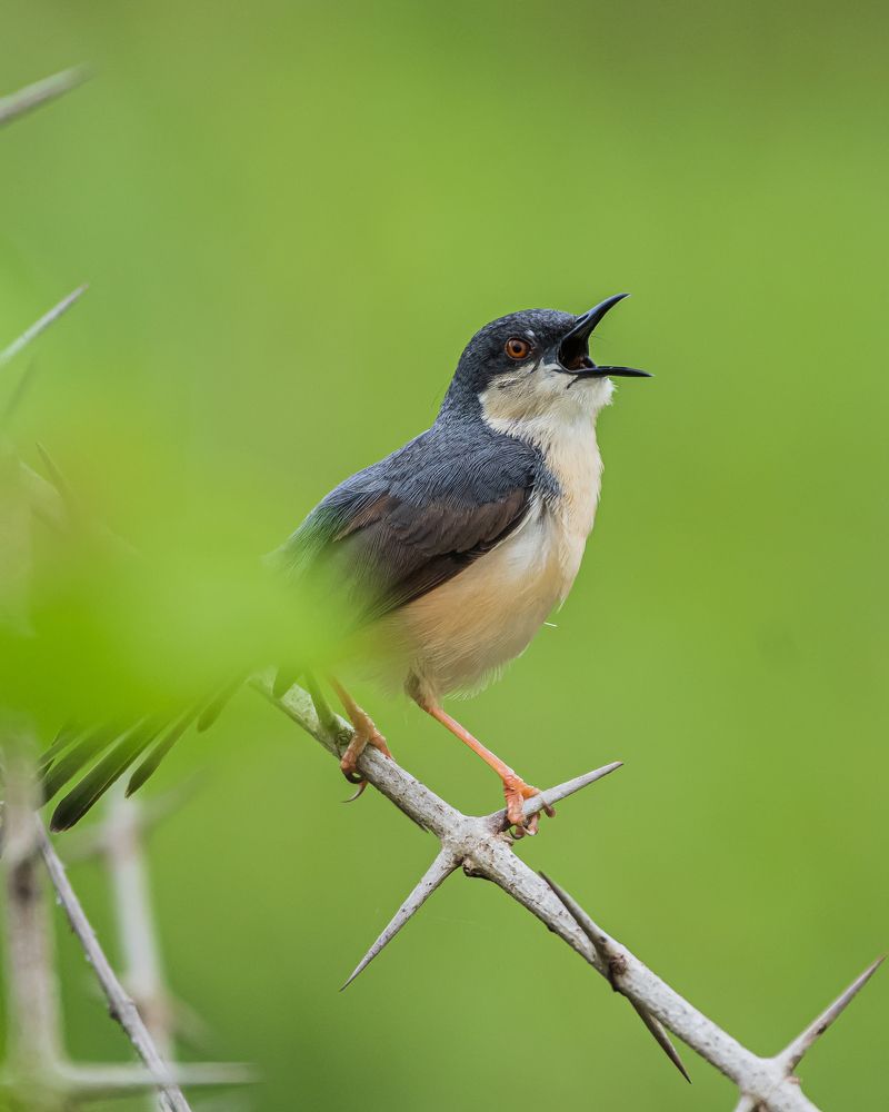 Photograph by Prem Madhavan