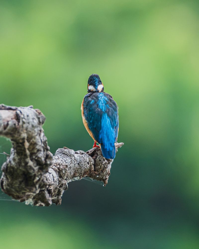 Photograph by Prem Madhavan