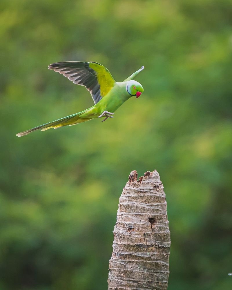 Photograph by Prem Madhavan