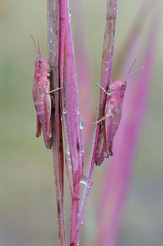 Розовый туман.