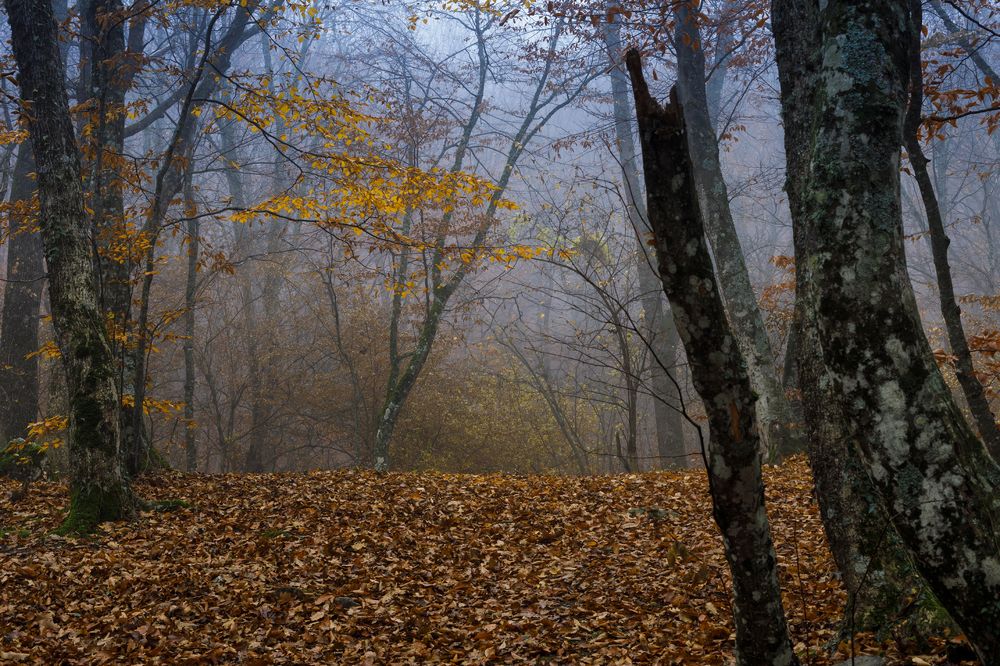 Фотография автора Refat Mamutov