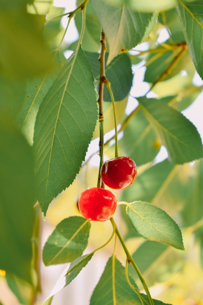 Photograph by Лариса Толкачёва