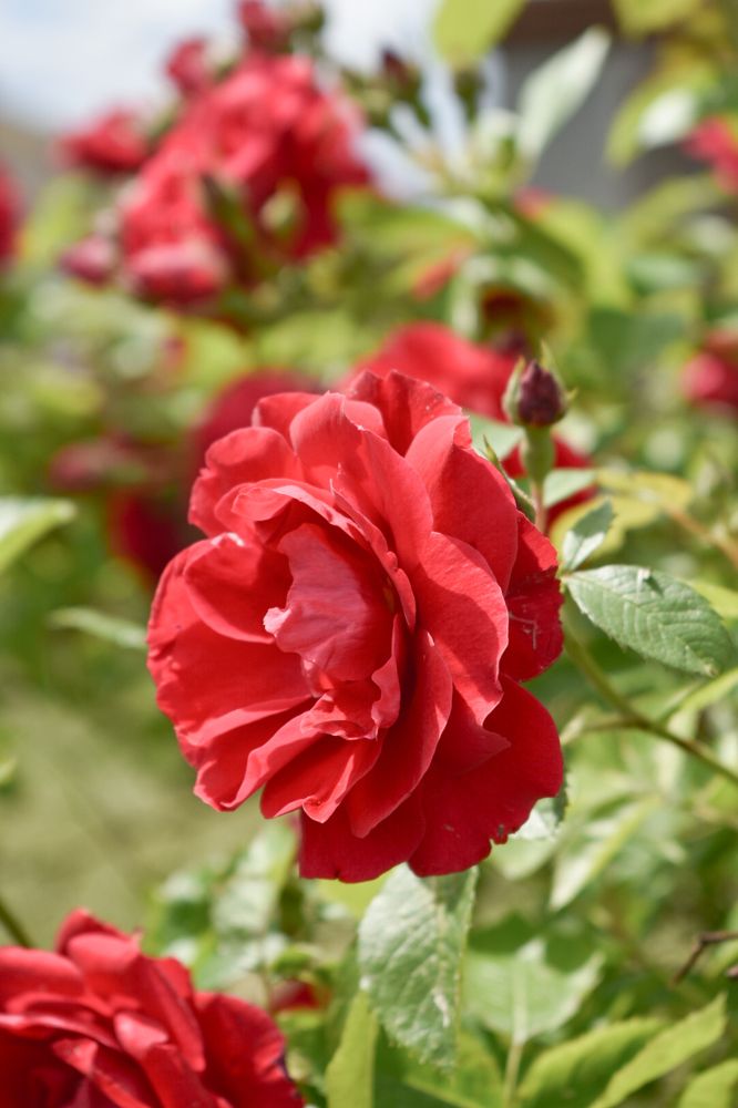 Photograph by Лариса Толкачёва