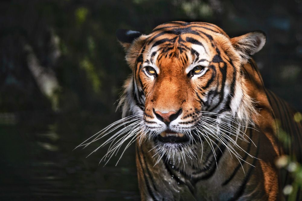 Photograph by Jirka Niš