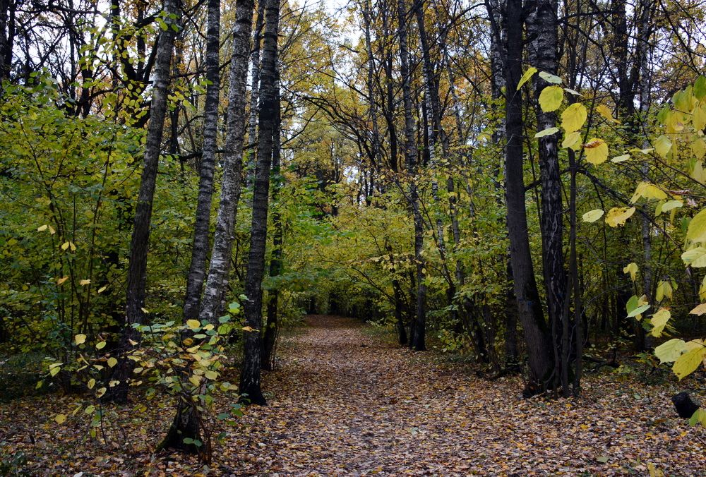 Фотография автора Юрий Рудый