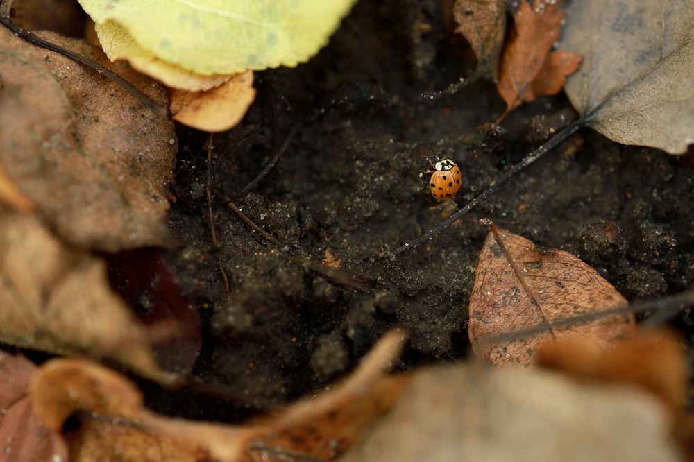 Photograph by Вероника Хведук