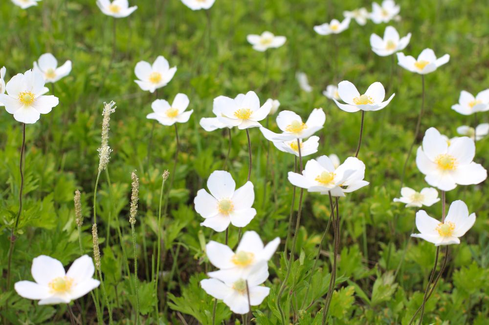 Начало лета