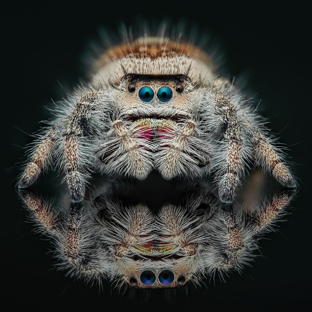 Reflect spider