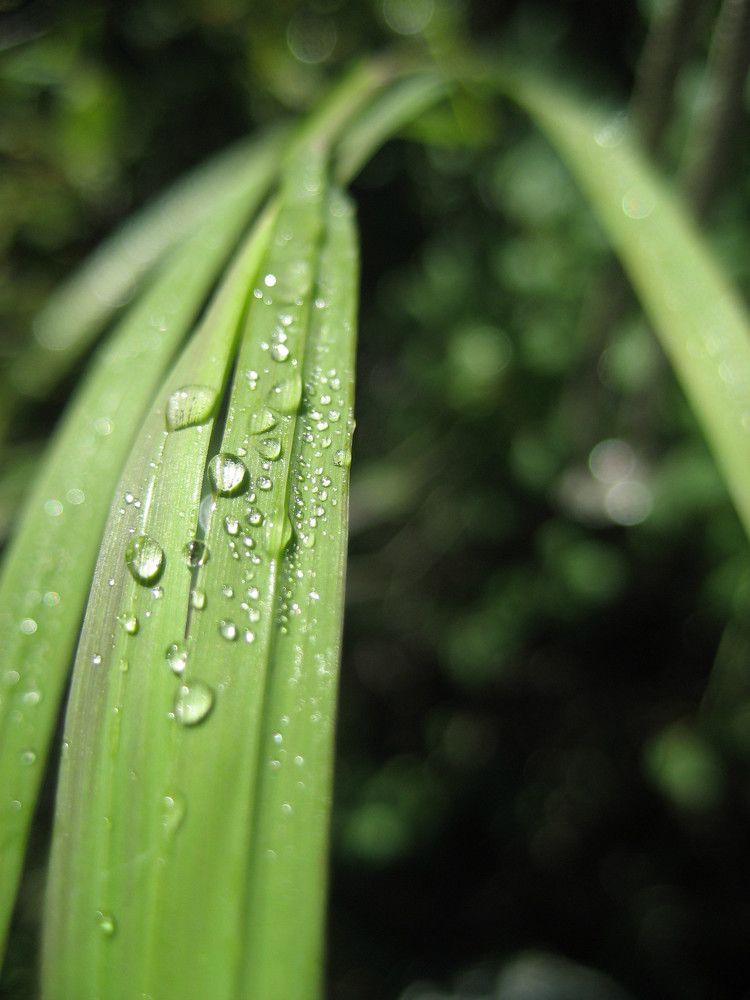 Свежесть утра