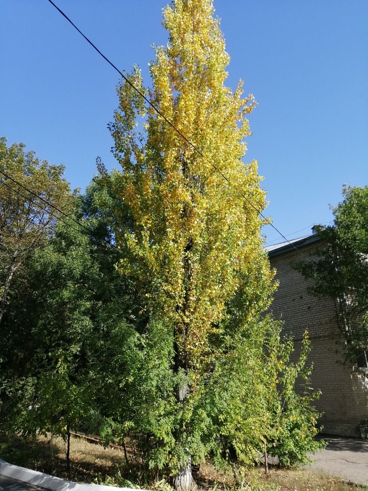 расцветка осени