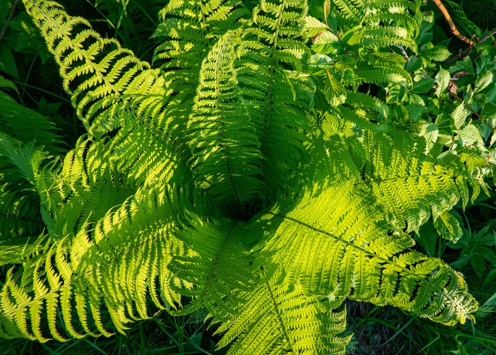 Папоротник