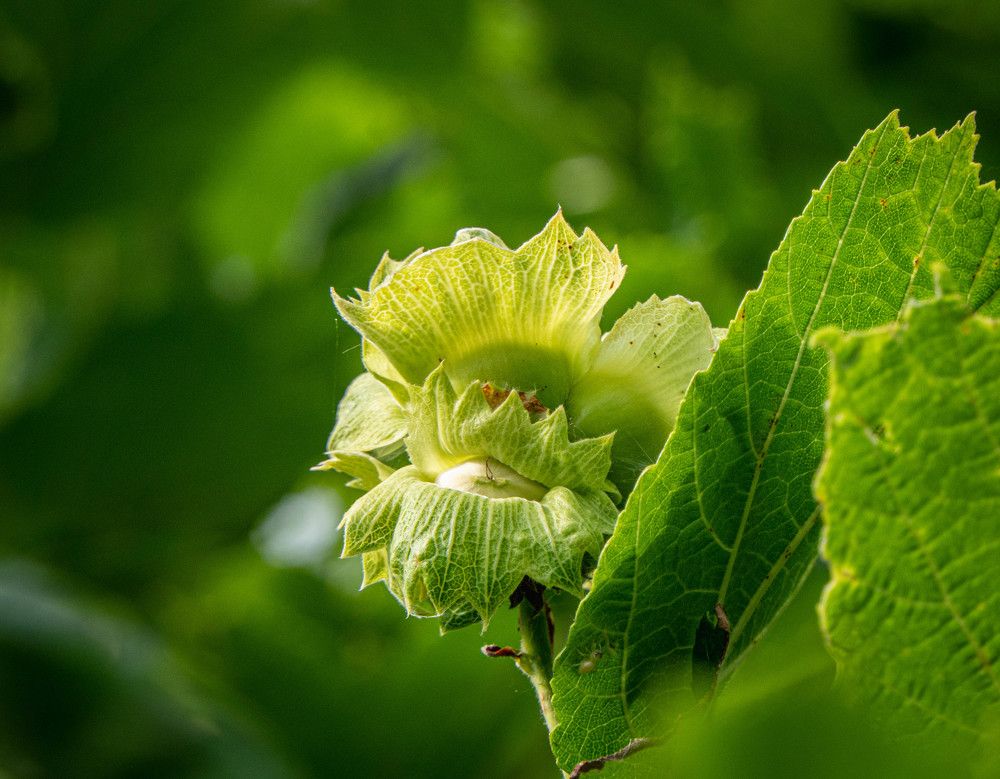 Рождение лесного ореха.