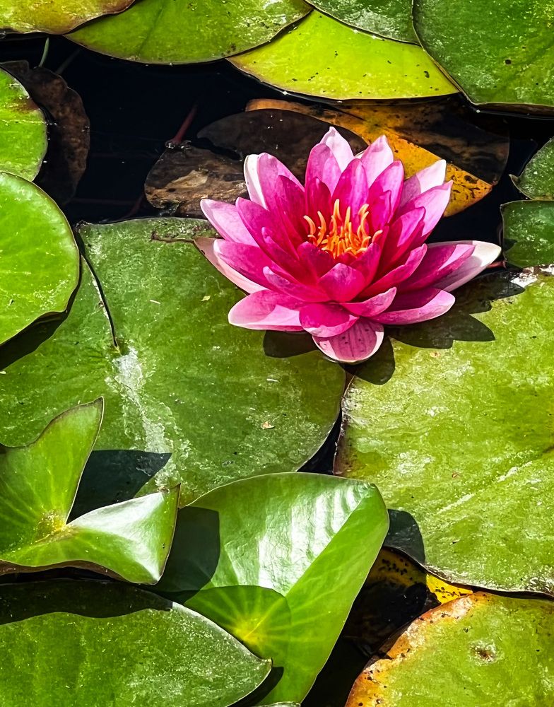 Photograph by Марина Нагичева