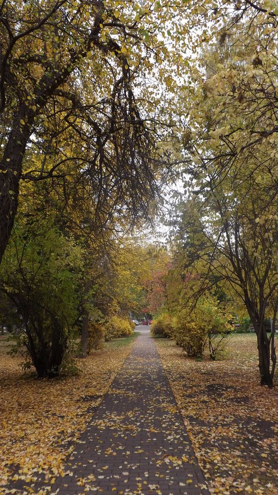 Золотой листопад.