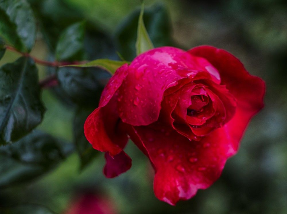 Photograph by Людмила Бутова